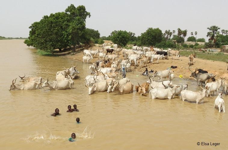 Adriana Thursby-Pelham