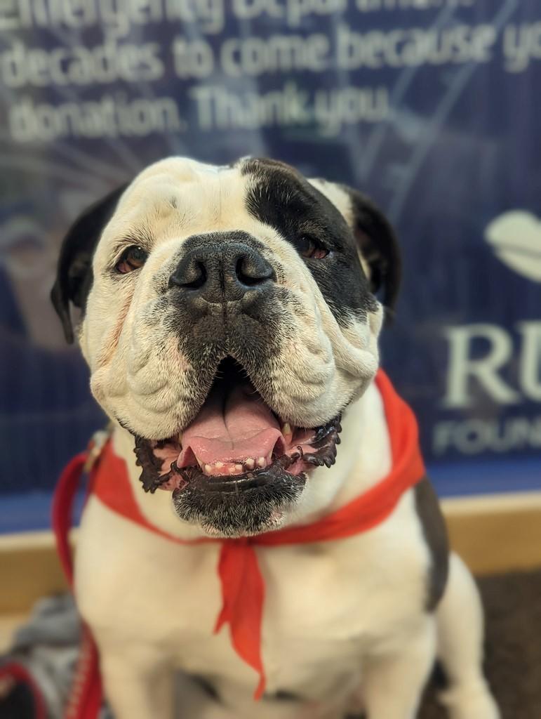 Zooeyia with Therapy Dogs
