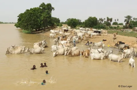 Adriana Thursby-Pelham