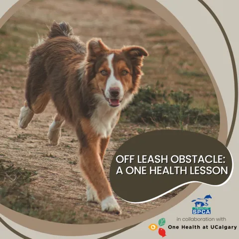 Off Leash Obstacle: A One Health Lesson 